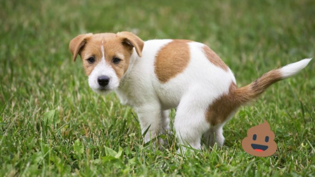 Descubre cómo eliminar el olor a popó de perro en pocos pasos