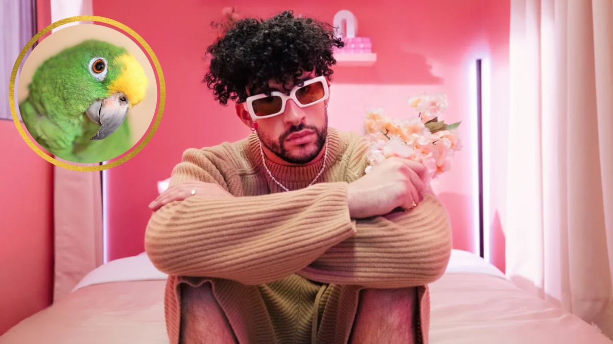 Deja lorito a su dueña sin boleto para ver a Bad Bunny